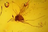 Fossil Fly (Diptera) and a Spider (Araneae) In Baltic Amber #139087-4